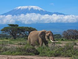 Amboseli National Park elephant wtih Mount Kilimanjaro