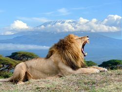 Amboseli National Park male lion