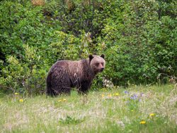 Banff National Park. brown bear