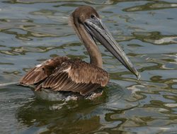 Biscayne National Park pelican