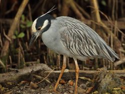 Biscayne National Park yellow crowned night heron