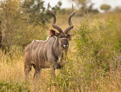 Bwabwata National Park male kudu