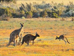 Coorong National Park eastern grey kangaroos