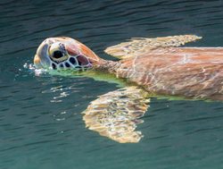 Sea Turtle in the waters of the Dry Tortugas