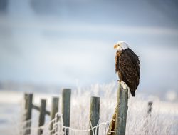 Grand Tetons National Park balk eagle