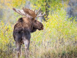 Grand Tetons National Park bull moose