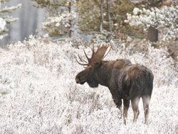 Jasper National Park moose in the snow