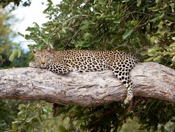 Kruger National Park leopard layingn in a tree