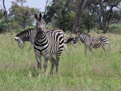 Mudumu National Park zebra