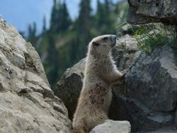 Mount Olympic National Park marmot standing up