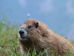 Mount Olympic National Park marmot