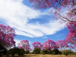Pantanal Matogrossense National Park pink blossoms