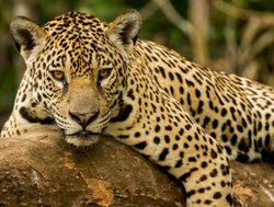 Pantanal jaguar on tree