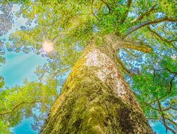 Massive tree in Podocarpus National Park