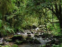Ranomafana National Park rainforest