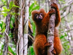 Ranomafana National Park red bellied lemur