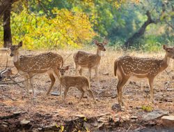 Ranthambore National Park family of spotted deer