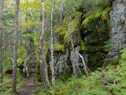 Terra Nova National Park dense forest