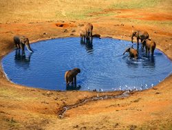Tsavo East National Park elephants in watering hole
