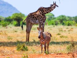 Tsavo East National Park giraffe and zebra