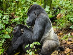 Virunga National Park silverback gorilla