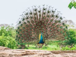 Yala National Park peacock
