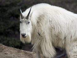 Yoho National Park Mountain Goat