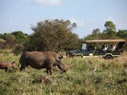 20210924223219 Elsa's Kopje   activities   game drive   rhino sanctuary   white rhino with baby 5