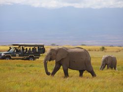 20210909225530 Tortilis Camp   activities   game drive   elephant herd with calves 10