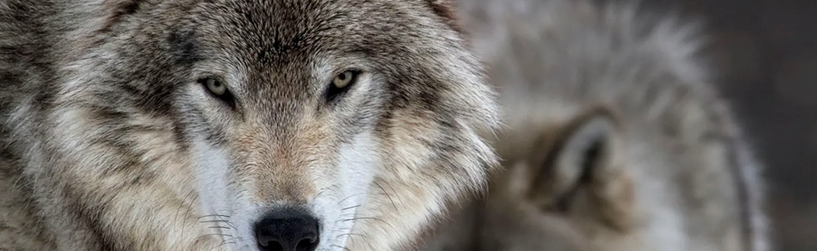 Featured image for Yellowstone Wolves Killed by Hunters Reduces Population