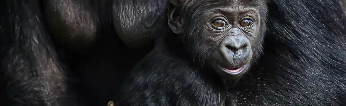 Featured image for Lowland Gorilla Birth in Virunga