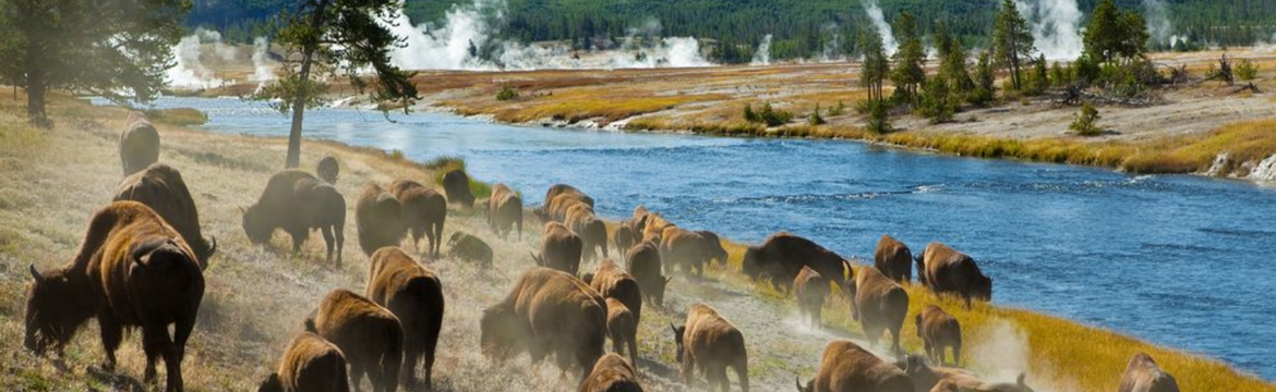 Featured image for Yellowstone is 150 Years old: Birth of the National Park System