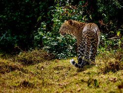 Aberdare National Park leopard
