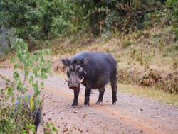 Aberdare National Park warthog