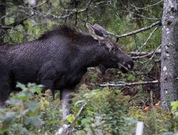 Acadia Natinoal Park moose