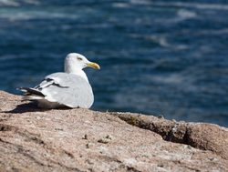Acadia sea gull on the coastline