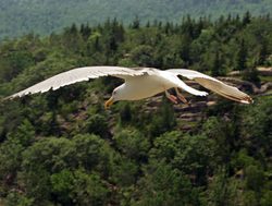 Acadia seagull flying along the coastline