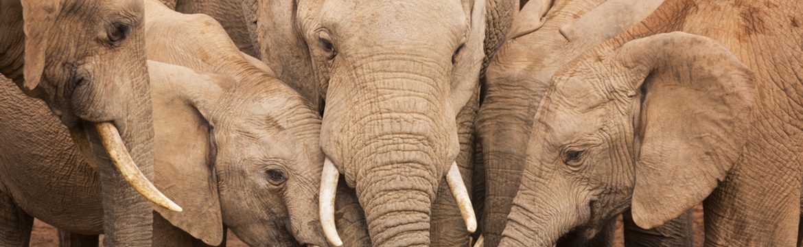 Featured image for Addo Elephant National Park