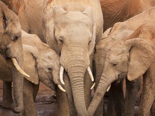 20210212212431-Addo Elephant National Park three small elephants.jpg