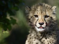 Addo Elephant National Park cheetah cub