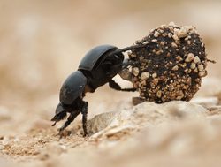Addo Elephant National Park dung beetle