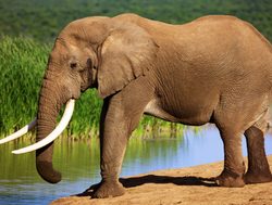 Addo Elephant National Park elephant drinking