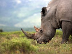 Addo Elephant National Park rhino
