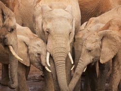 Addo Elephant National Park three small elephants