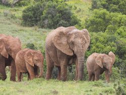 Addo Elephant National Park train of elephants
