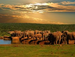 Addo Elephant National Park with sunset