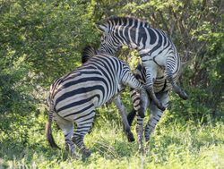 Addo Elephant National Park zebra