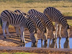 Addo Elephant National Park zebras