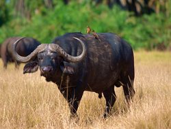 Amboseli National Park buffalo