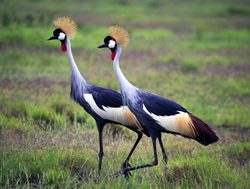 Amboseli National Park crowned crane